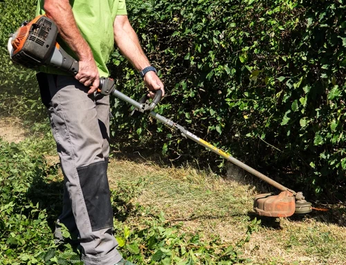 Die 5 häufigsten Fehler bei der Gartenpflege!